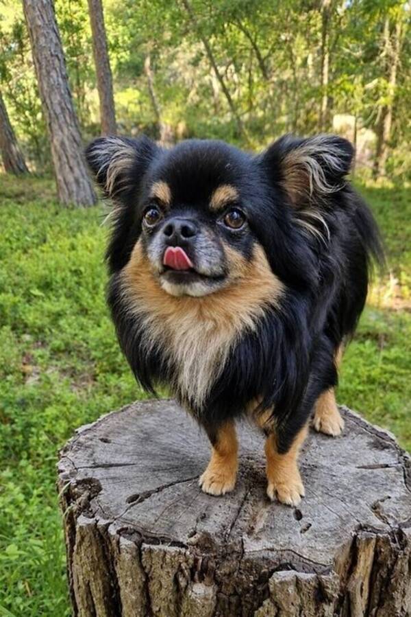 Hund - Chihuahua Max