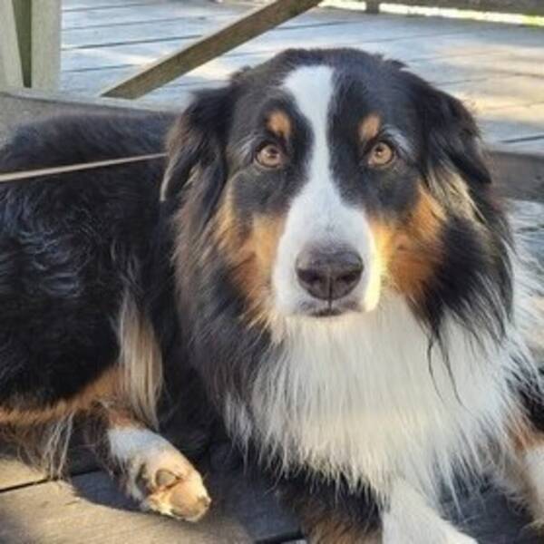 Hund - Ozzie