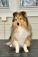 Shetland sheepdog