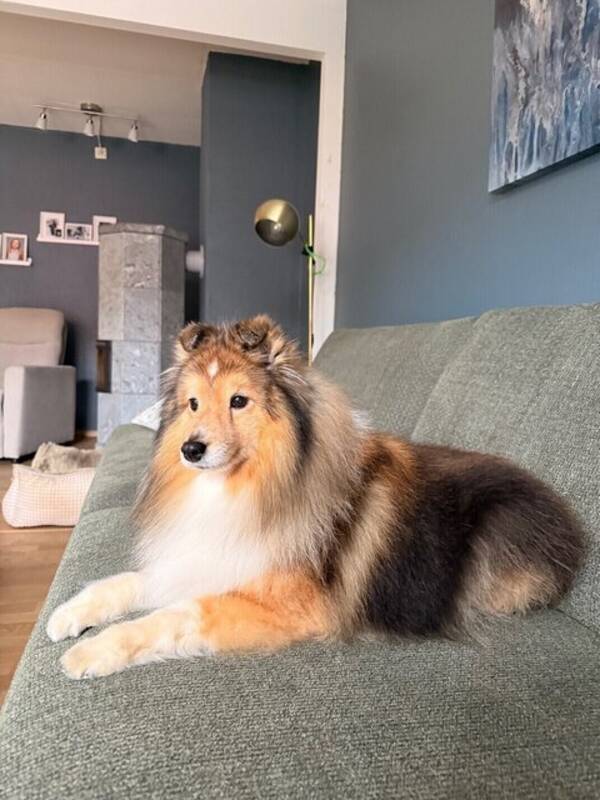 Hund - Shetland sheepdog
