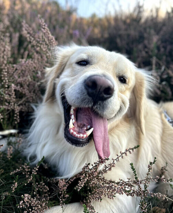 Hund - Coco