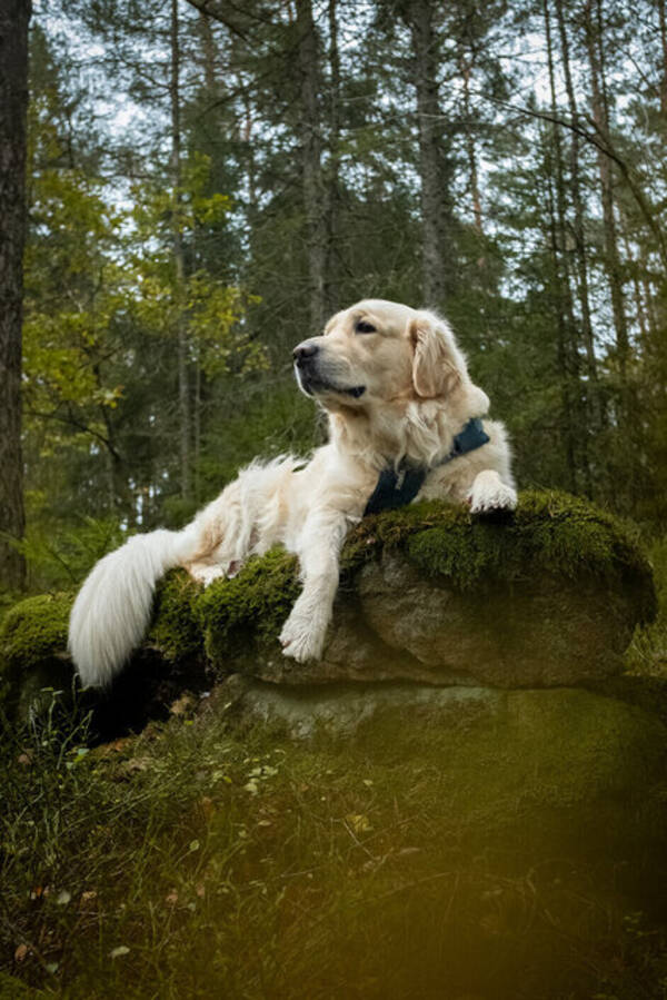 Hund - Coco