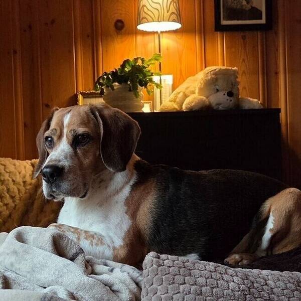Hund - Beaglene  Apollo, Vikki og Tikka 