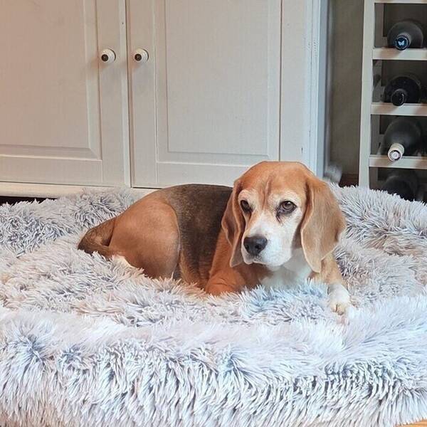Hund - Beaglene  Apollo, Vikki og Tikka 