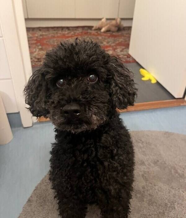 Hund - Pudel sigge