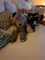 Doris Bedlingtonterrier