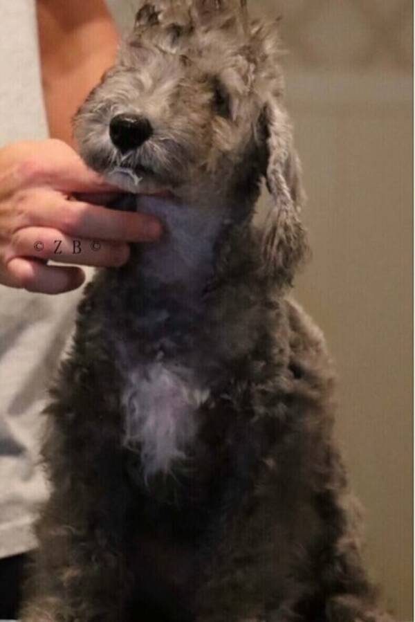 Hund - Doris  Bedlingtonterrier 