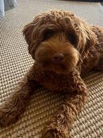Mini labradoodle Enya
