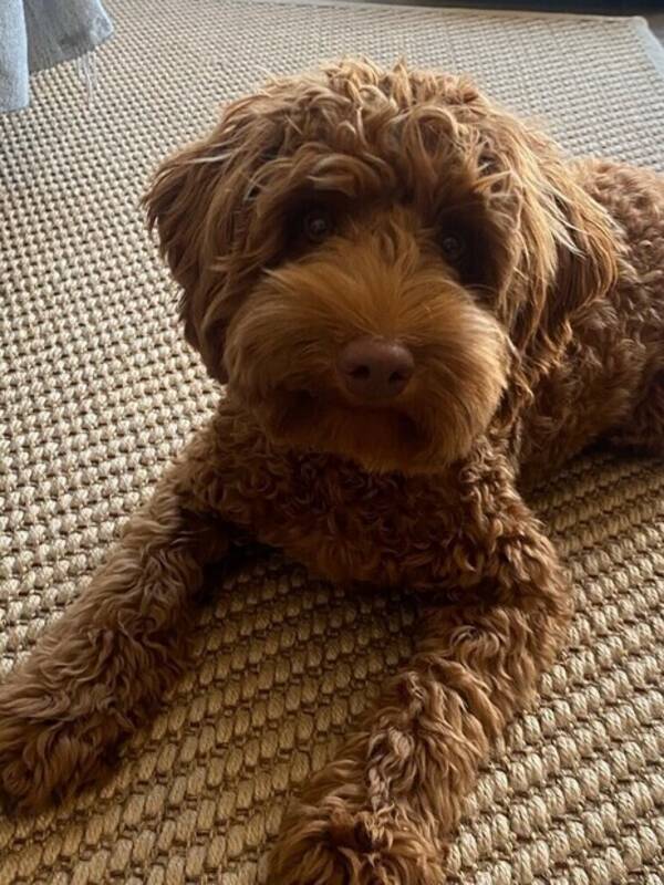 Hund - Mini labradoodle Enya