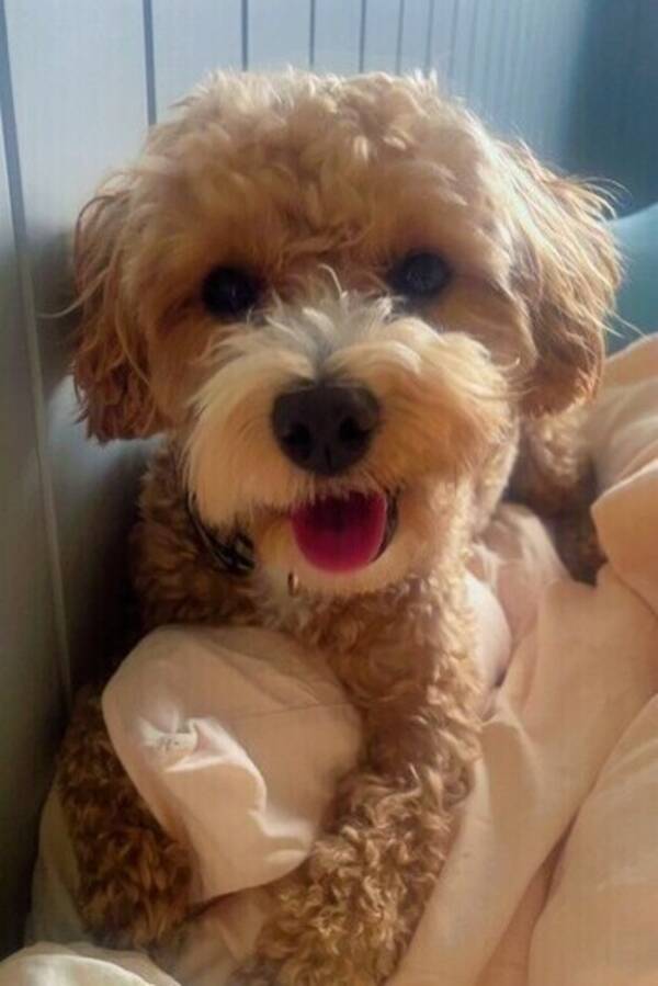 Hund - Maltipoo