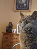 Brittisk korthårig katt Viktor