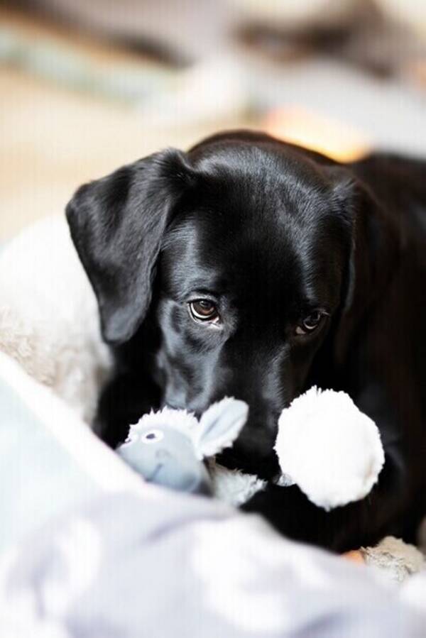 Hund - Prince