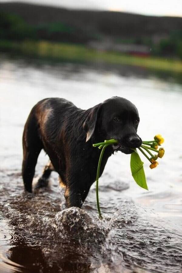 Hund - Prince