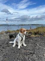Hund Kala