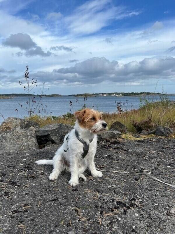 Hund - Hund Kala