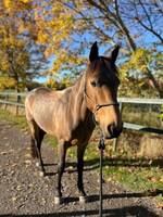 Hest Megan