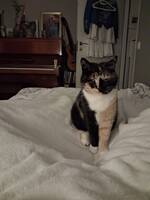 Min katt