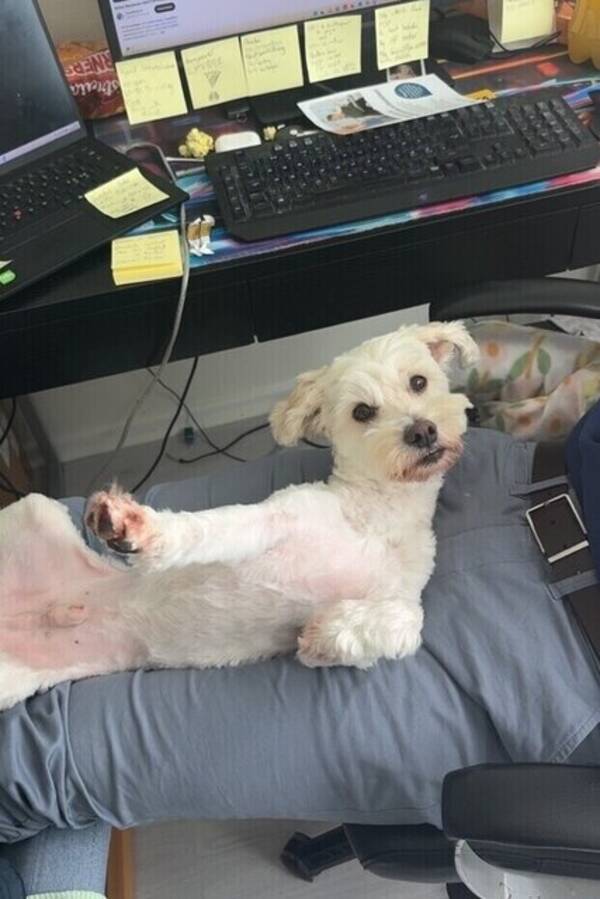 Hund - Toulouse 