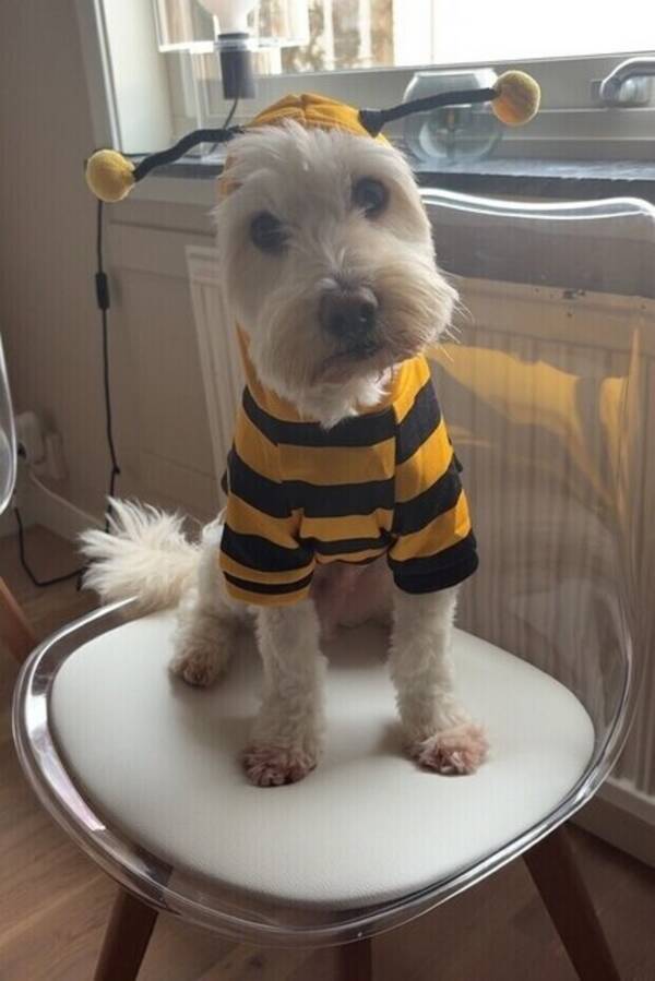 Hund - Toulouse 
