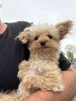 Pomapoo Pomapoo