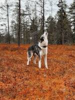Huskyn Ulf
