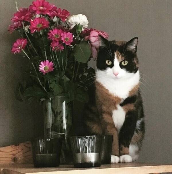Katt - Pixie