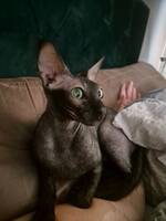 Nakenkatt 