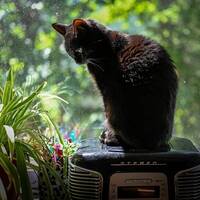 Katten Florens