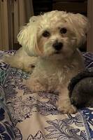 Leia - Maltes/Bichon Havanais