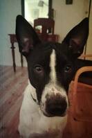 Suertudo ( Lucky)
