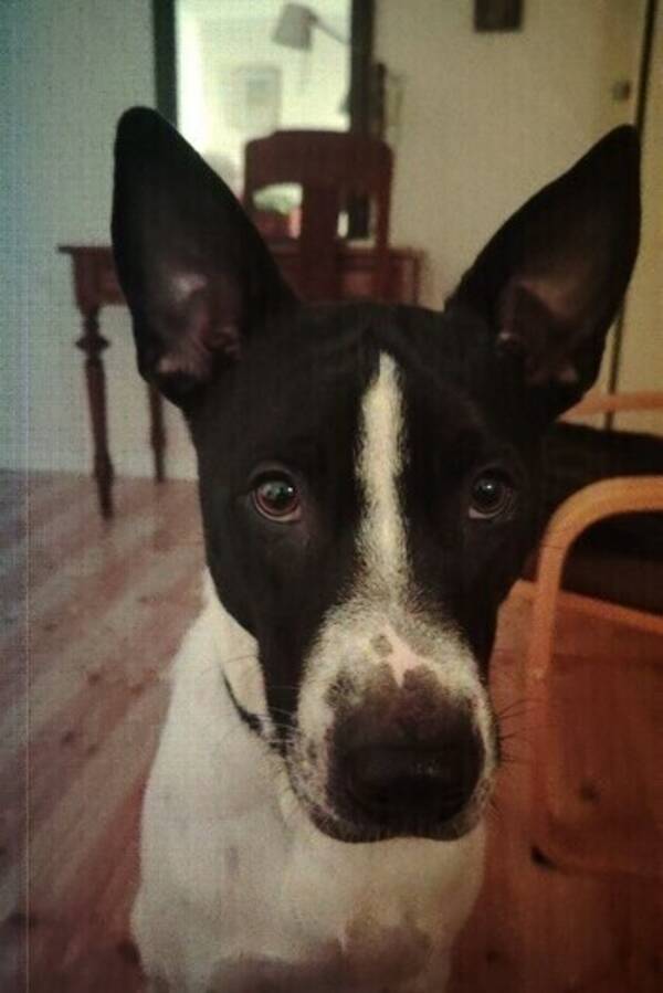 Hund -  Suertudo ( Lucky)