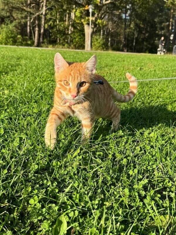 Katt - Orange cat