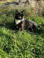 Tuxedo cat
