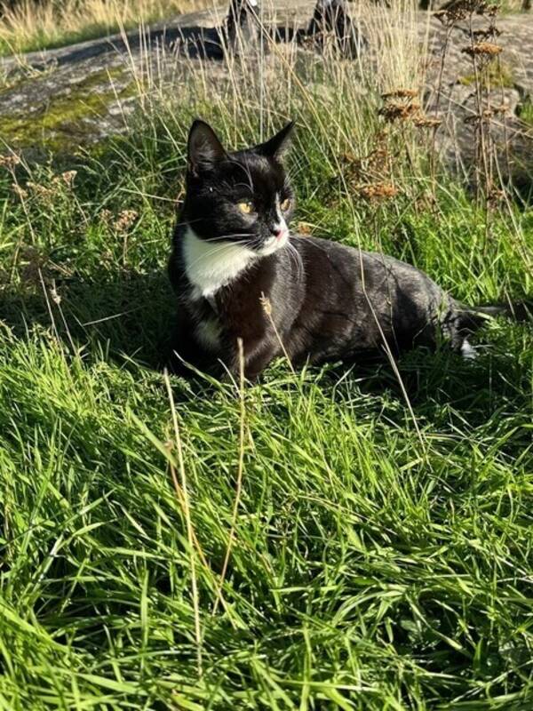 Katt - Tuxedo cat