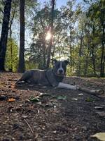 American Bully