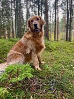 Golden retriever 3år