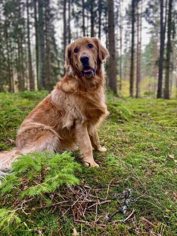 Hund - Golden retriever 3år