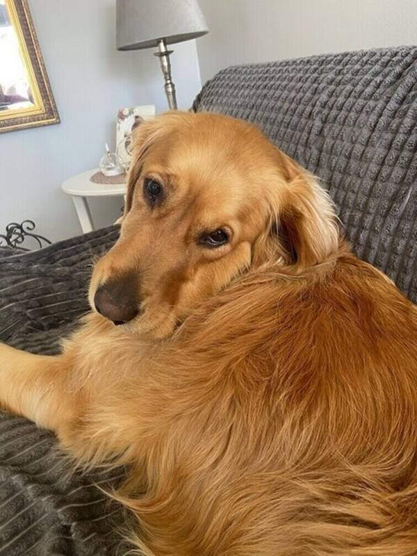 Hund - Golden retriever 3år
