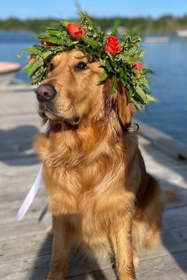 Hund - Golden retriever 3år