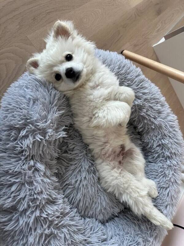 Hund - Maltipoon Bentley