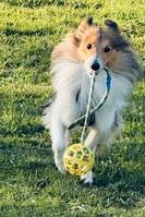 Sheltie