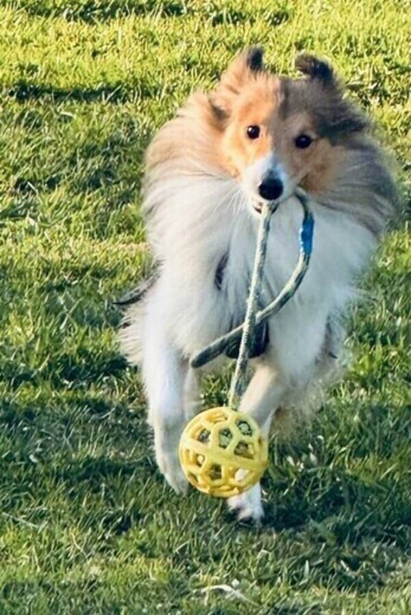 Hund - Sheltie