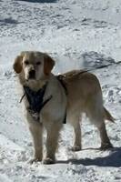 Hugo, Golden retriever