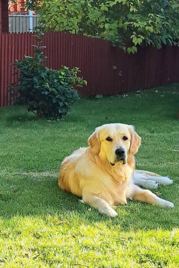 Hund - Hugo, Golden retriever 