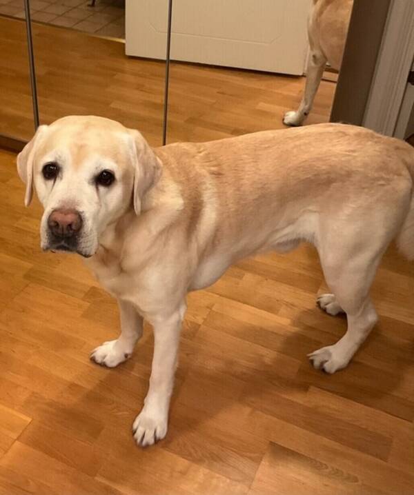 Hund - Labradoren Milo