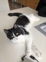 Katt Smulan