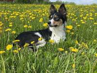 Border collie Blossa