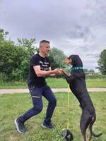 God kontakt med hundar och katter