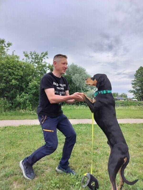 Hund - God kontakt med hundar och katter