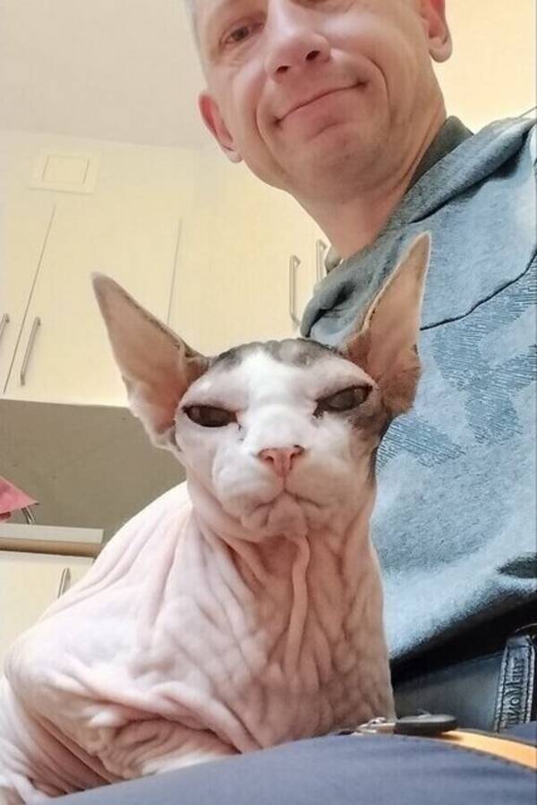 Katt - God kontakt med hundar och katter
